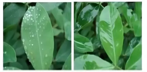 Talk about polyether modified heptamethyl trisiloxane (HC-YM9362) : structural characteristics, synthesis process and innovative applications